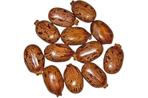 SVI Ricinus Wunderbaum (Palma Christi) 30 Samen ***4-6 Meter im ersten Jahr***