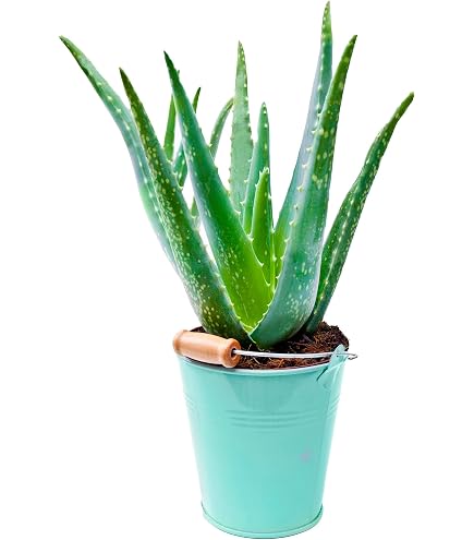 Dehner Echte Aloe, Aloe vera, fleischige Bltter, 40-60 cm,  Topf 15 cm,  Sukkulente : Amazon.de: Garten