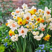 Bloomique - Mix Of 50 - Le Sac Violet - Mix Violet - Tulips