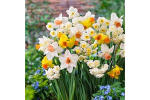 DUTCH BULBS EXCLUSIVE PLANTS FROM HOLLAND Bulbes de Jonquilles Budget Collection - Narcisses Bulbes - 25 Bulbes de Fleurs à Planter Exterieur - Plantes Vivaces Exterieur - Naturelle Plantes de Hollande (pas de graines, non artificielle)
