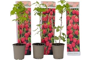 Plant in a Box - Rubus ideaus 'Autumn Bliss' - Lampone - Piante da frutto - resistenti - Set di 3 - Vaso 9cm - Altezza 25-40cm