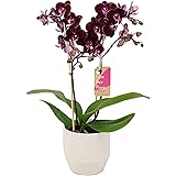Orchidee von FAIR FLORA – Schmetterlingsorchidee in weißem Keramik Übertopf 'Eline' als Set – Höhe: 50 cm, 2 Triebe – Phalaen