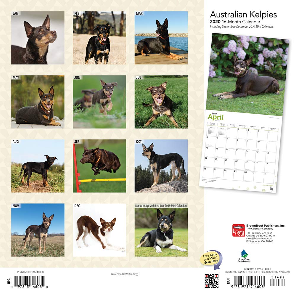 Australian Kelpies 2020 Square Wall Calendar Dogs.co.uk