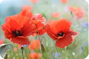 Poppies - Glass Worktop Saver/Protector - by Pearl Glass (Style 2, 60 x 40cm Extra Large)