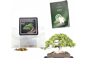 YUGEN BONSAI 30 Weeping Fig Bonsai Seeds | Ficus Benjamina | Growing Guide | Grow Your Own Bonsai Tree | Bonsai Beginners and Enthusiasts