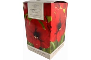 PERFECT PLANTS Amaryllis Bulb Indoor Red Velvet Amaryllis Bulb Gift with Pot