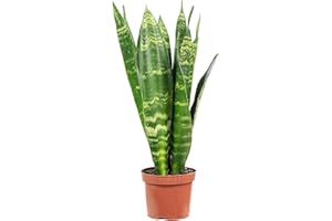 Bogenhanf - pflegeleichte Zimmerpflanze, Sansevieria trifasciata Black Coral - Höhe ca. 30 cm, Topf-Ø 9 cm