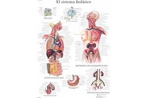 3B Scientific VR3392UU Impreso En Papel, el Sistema Linfático