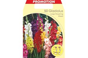 PERAGA GARDEN GLADIOLO A FIORI GRANDI MIX DI COLORI CONFEZIONE DA 50 BULBI PRIMAVERILI BULBS