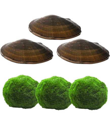 Biologische vijverfilterset in de tuinvijver, natuurlijk biofilter
