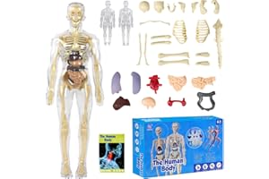 Tyafzzn Anatomie Modell Kinder, Anatomie Figur，Menschlicher Körper Modell für Kinder, Vorschule Ausbildung für Kinder, Menschliches Skelett mit Muskeln, Modell für Anatomie