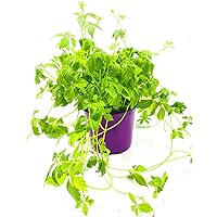 Jiaogulan Pflanze, Gynostemma pentaphyllum, Kraut der Unsterblichkeit, kultiviert aus Stecklingen 1stk. Pflanze