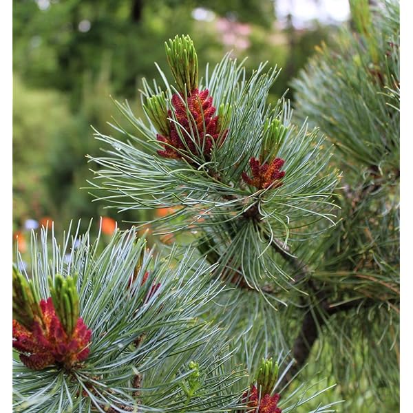 OhhSome Devadaru (Cedrus Deodara) Exotic Live Plant |Home Decor Healthy  Live Plant (Healthy Live Plant) : Amazon.in: Home & Kitchen