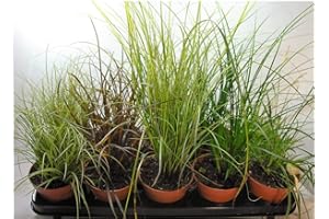 BRYNCIR GARDEN CENTRE Hardy Ornamental Carex Grass Collection x 3 Varieties in 8cm pots