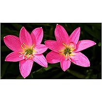 lily Skyscraper Lily Collection x 25 Bulbs 5 Each of 5 Varieties
