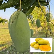 HAPING Dasheri Mango Aam Grafted Fruit Live Plant (1.5-3 Feet ...
