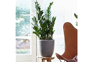 GARDENERSDREAM Zamioculcas Large Indoor House Plant Real ZZ Evergreen Exotic Tall Home Plants (30-40cm incl. Pot)