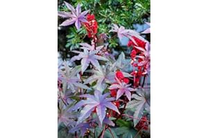 LEGUTKO Planta de aceite de ricino Nueva Zelanda Semillas de color púrpura - Ricinus communis