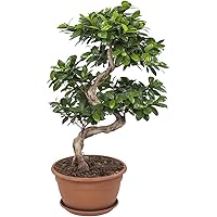 Bonsai von Botanicly – Bonsai – Höhe: 70 cm – Ficus Gin Seng