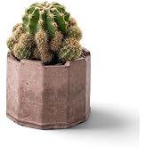 ZEVLİ Ateliera&reg; El Yapımı Beton Saksı + Canlı Sukulent &amp; Kakt&uuml;s Koleksiyonu (Kızıl Toprak, Geo, Echinopsis Oxygona (Kaynana T