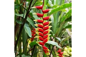 Benoon Semi Di Heliconia Rostrata, 30 Pz/Borsa Semi Di Heliconia Rostrata Sunshine Preferiscono Una Crescita Rapida Buon Raccolto Piantine Di Heliconia Rostrata Vivaci Per Giardino Seme