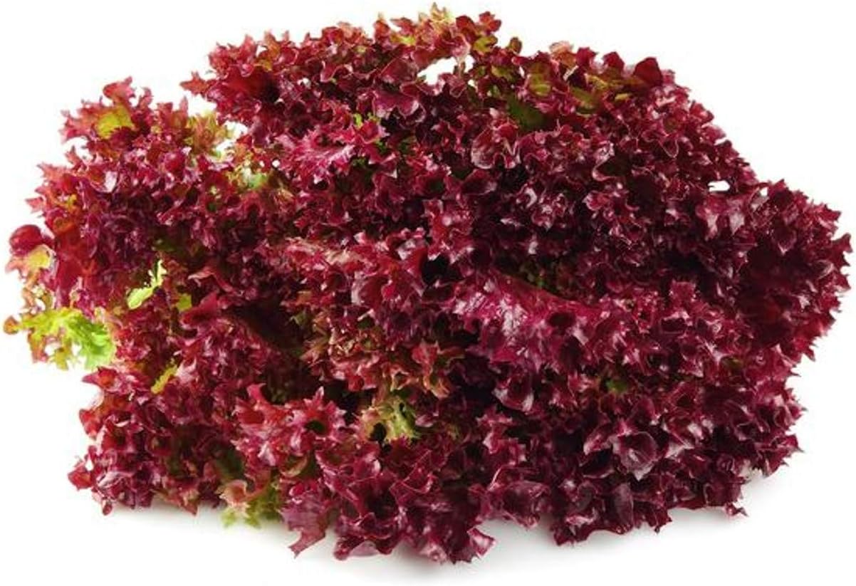 AllThatGrows Lollo Rosso Red Leaf Lettuce Vegetable Gardening Seeds - (Pack of 800 Pieces)