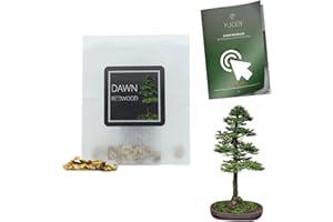YUGEN BONSAI 30 Dawn Redwood Bonsai Seeds | Metasequoia Glyptostroboides | Growing Guide | Grow Your Own Bonsai Tree | Bonsai Beginners and Enthusiasts