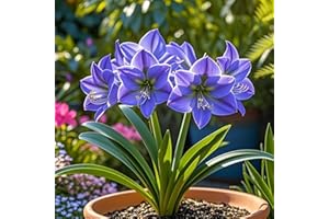 IOUPLIUKDF/Bulbos de amaryllis, amaryllis perennes, decoración de interior y exterior, bulbos de amaryllis seleccionados, colores mixtos raros-1bulbo-B