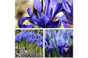 HUMPHREYS GARDEN Iris Reticulata Bulbs Size 5 up (30) Shades of Blue and Purple Spring Flowers. Easy to Grow