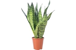 FLOWERBOX Bogenhanf - pflegeleichte Zimmerpflanze, Sansevieria zeylanica - Höhe ca. 65 cm, Topf-Ø 17 cm