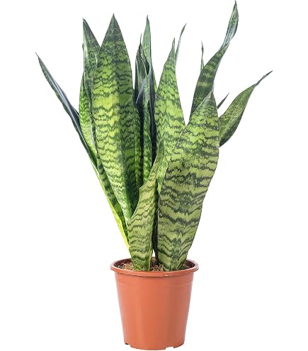 Sansevieria Zeylanica Bogenhanf ca. 100 cm | Luftreinigende Zimmerpflanze |  Pflegeleicht, robust & modern | Fr Wohnzimmer, Bro & Schlafzimmer   bessere Raumluft & dekorative Grnpflanze : Amazon.de: Garten
