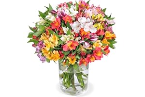 Blume Ideal Blumenstrauß | 20 Inkalilien | Ø 40–50 cm | Echte Inkalilien für Geburtstag & Deko | 7 Tage Frischegarantie | In verschiedenen Farben und Mengen