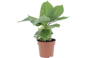 KENTIS - Musa Acuminata Dwarf Cavendish - Banano Pianta Vera - Altezza 30-40 cm e Vaso Ø 13 cm