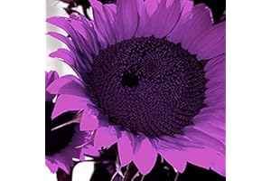 ZHOUBAA Samen für Pflanzen, 1 Beutel Sonnenblumensamen Ästhetische Mischung Farbe Auffällige Gartensamen für Balkon – lila Sonnenblumenkerne