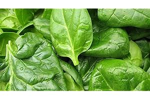 SEMISAUVAGE PERMACULTURE 200 Semi di Spinaci Mostruosi di Viroflay - orto - semi contadini riproducibili - SemiWild