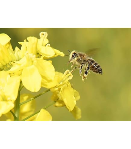 Graines De Moutarde Blanche Bio ® - Graines à Semer (250 M²