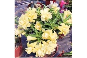 ALASINES Adenium obesum bulbi,adenium obesum desert rose,rosa del deserto pianta grassa,rosa del deserto pianta vera-1bulbi,A