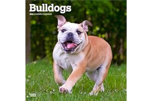 Bulldogs - Bulldogge 2026 - 16-Monatskalender: Original BrownTrout-Kalender [Mehrsprachig] [Kalender]