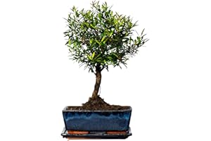 BONSAI LT Bonsaï Syzygium (environ 8 ordres 10 ans) (environ 10 ans)