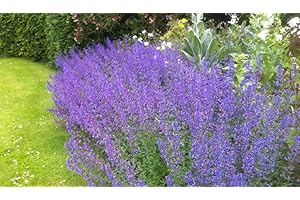 PARK FARM PLANTS Herb Catnip 6 Plug Plants, Grow Your own Veg, Garden Ready