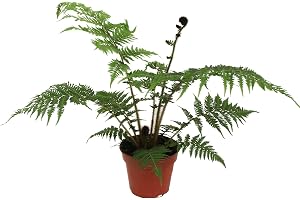 Cyathea cooperii – Australisk Cyathea cooperii – australisk trädormbunke/jätte – ca. 50 cm total höjd inkl. kruka – exotisk inomhusväxt för vardagsrum, vinterträdgård och kontorsträdormbunke