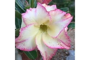 FKGNQS WüStenrosenknolle-Winterhart MehrjäHrig,Adenium Obesum Pflanze,Wüstenrose Pflanze Im Topf,WüStenrose Pflanze,Wüstenrose Rhizome,Bonsai-Pflanzen-1knolle-b
