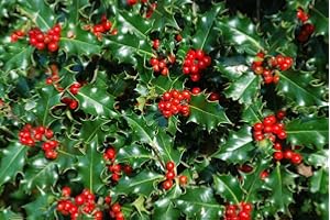 2 Holly Hedging Plants Native Evergreen Ilex Aquilfolium Fast Growing Shrubs 25-30cm Potted Sunnyside Nurseries