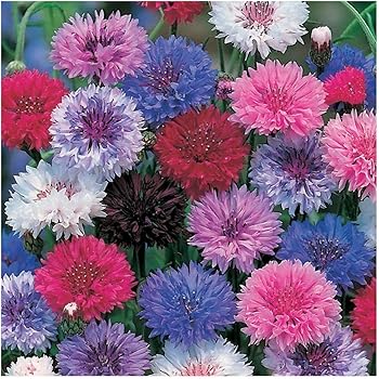 Ca Centaurea Cyanus Kornblume Pink Ball 200 Samen Annuel