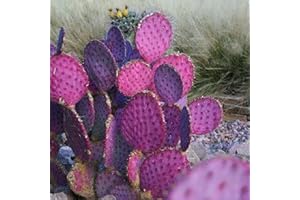 TOYHEART 20 Stück Premium Blumensamen, Opuntia Macrocentra Seeds Rare Good Harvest Mini Sukkulenten Feigenkaktus-Samen Für Den Außenbereich Lila