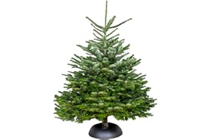 ‎BLOOMIQUE Bloomique - Nordmann Weihnachtsbaum Echt - Tannenbaum - Höhe 125-150 cm - Gesägt Ohne Wurzelballen - Ohne Baumständer Geliefert