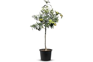 TropicTrees Mandarinier avec une hauteur de 150cm | arbuste de plantation avec une circonférence de tronc de 8-10 cm | Fruits de citron pour le jus, comme ingrédient dans les épices et la nourriture