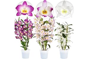 DUTCH BULBS EXCLUSIVE PLANTS FROM HOLLAND Colección de orquídeas de Bambus Dendrobium Nobile, 3 plantas grandes reales de interior de Holanda, de 30-40 cm de altura, florecientes y fragantes