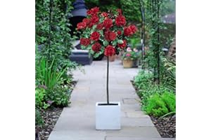 THOMPSON & MORGAN Rose Red Standard 1x 60cm – Hardy Bare Root Shrub for Patio & Garden Borders | Easy Care Floriferous Rose Plant | Perfect for Containers & Outdoor by Thompson and Morgan