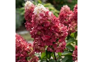 Little Rosy Vinterhärdiga Hortensior Paniculata - 3 Växter